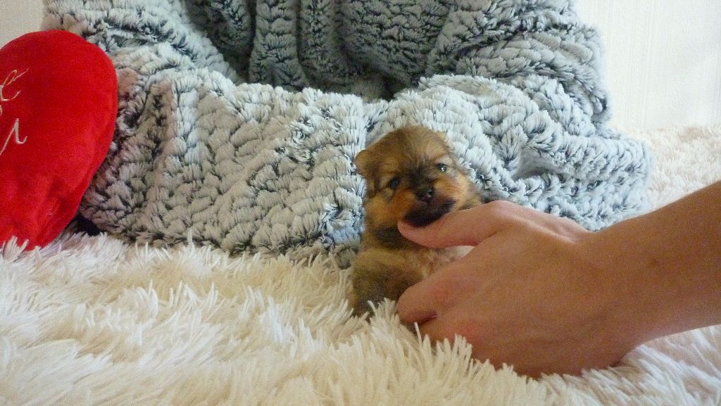 Chiot Poméranian,une vrai merveille!!!