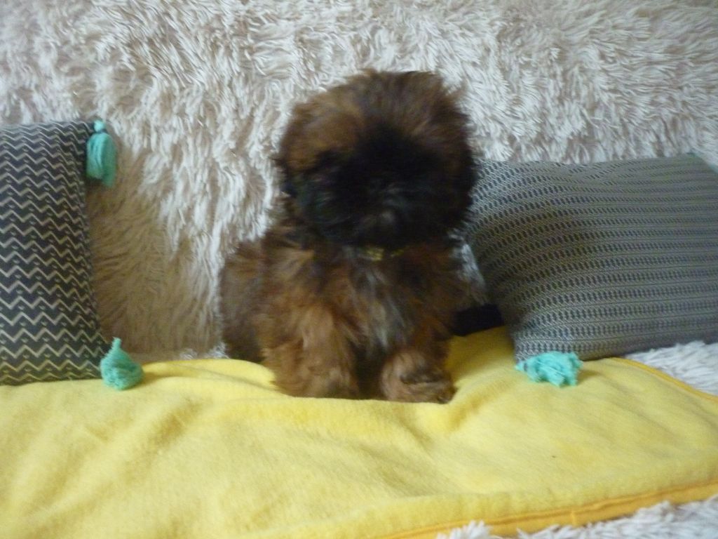Yasmina Touatioui - Shih Tzu - Portée née le 03/11/2018