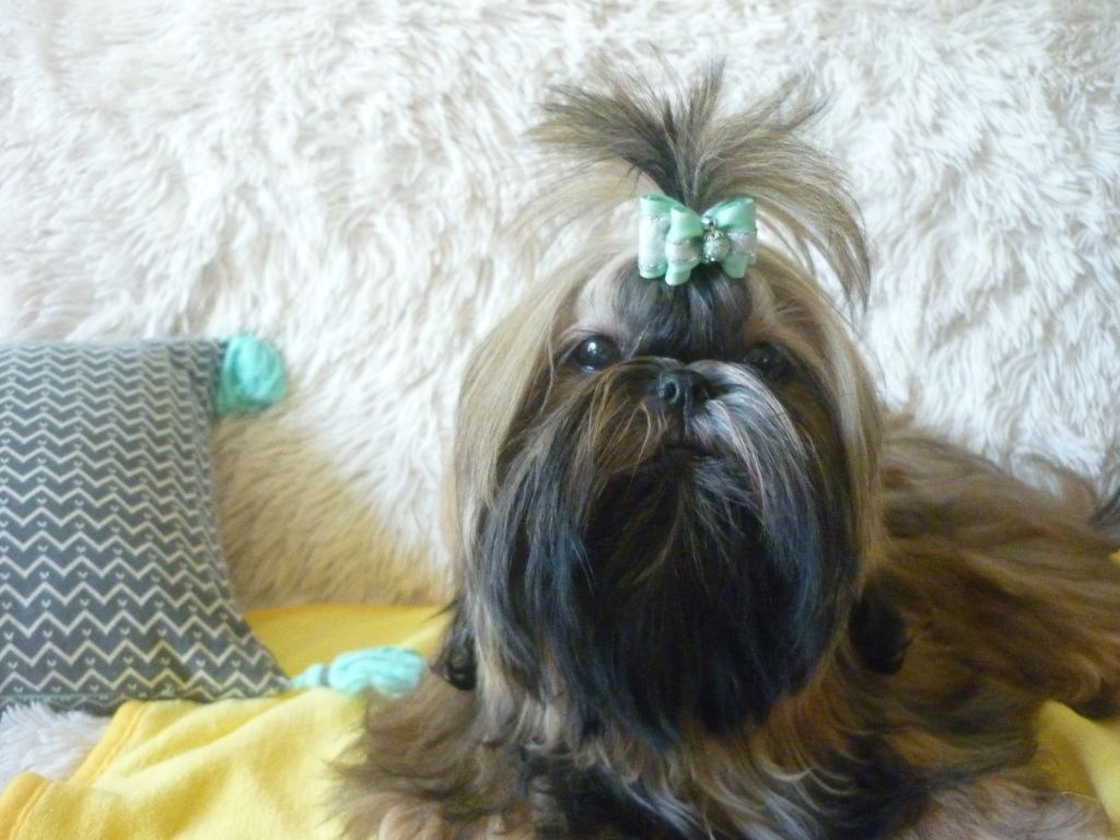 Yasmina Touatioui - Shih Tzu - Portée née le 26/06/2018